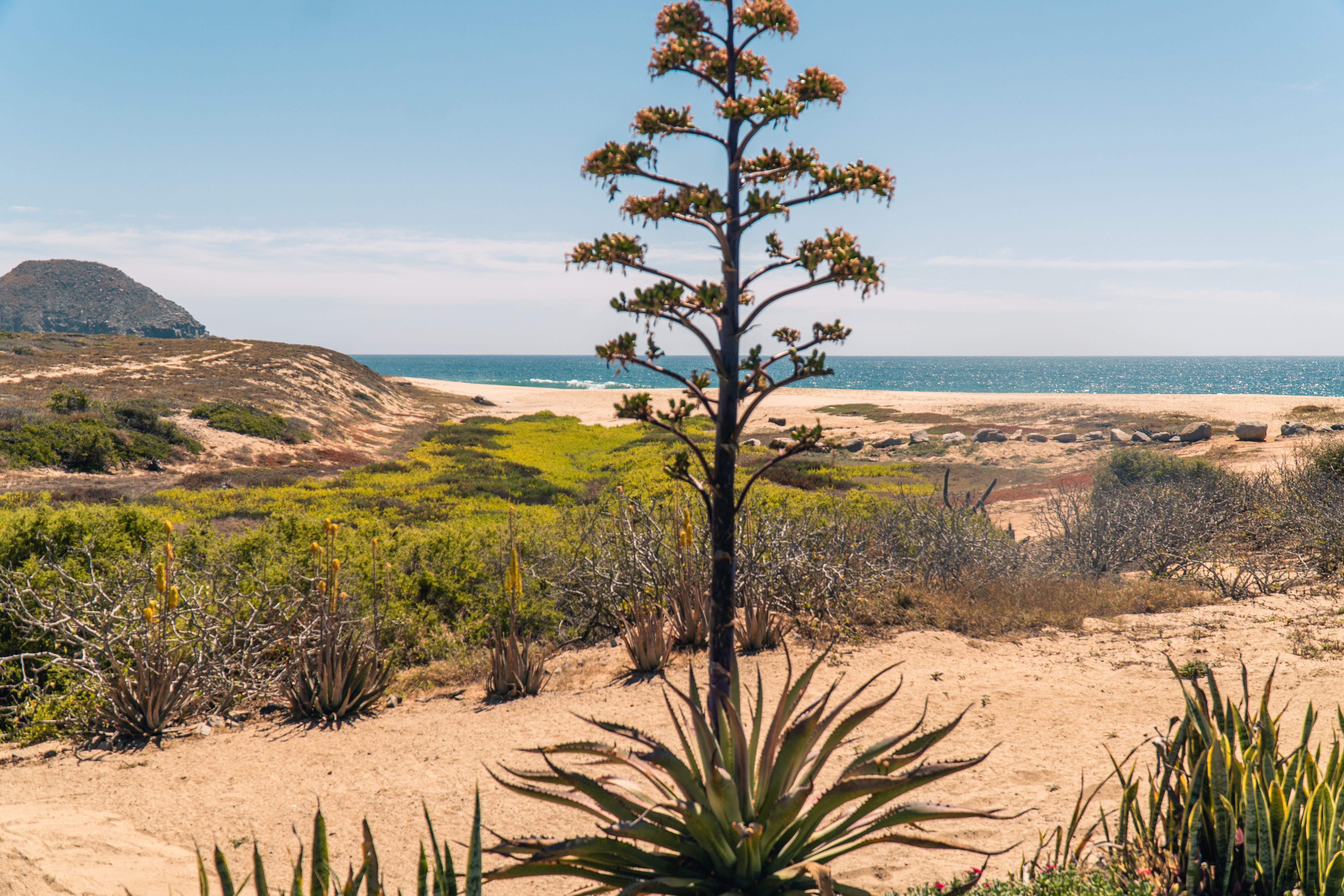 Het strand van Todos Santos, Mexico